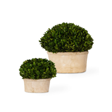 Preserved Boxwood Oval Domes, S/2