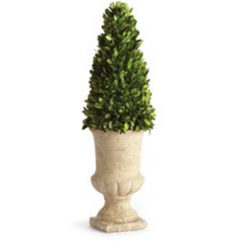 Preserved Boxwood 24" Cone Topiary in Urn